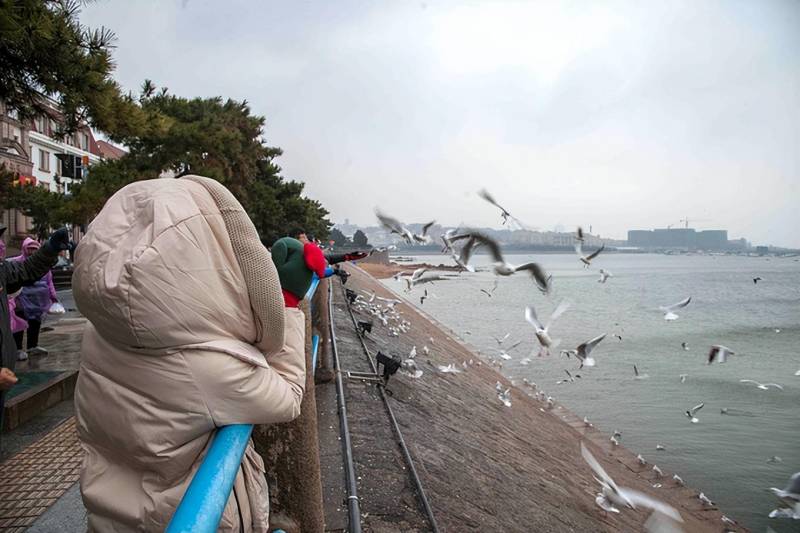 海鸥归来，青岛栈桥拍照大爷悄然隐退