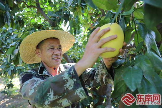 2024年平和管溪蜜柚开摘盛宴，甜蜜季正式启幕