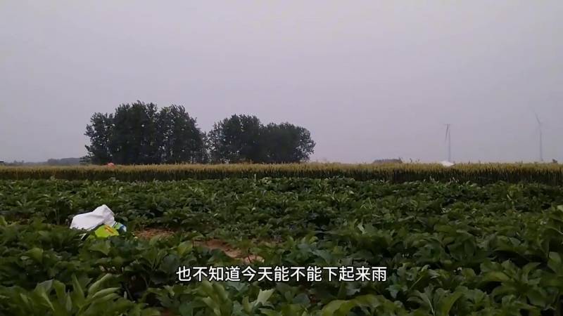 秦浇水yu的微博，记录农民秦先生的田间日常
