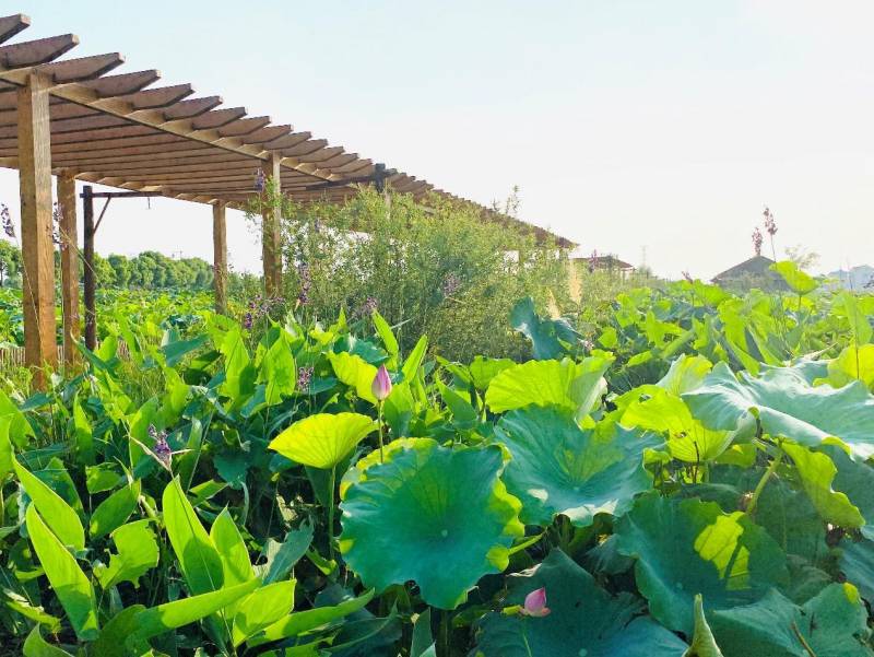 抓住夏天的尾巴，漫步古荡品味残荷清香