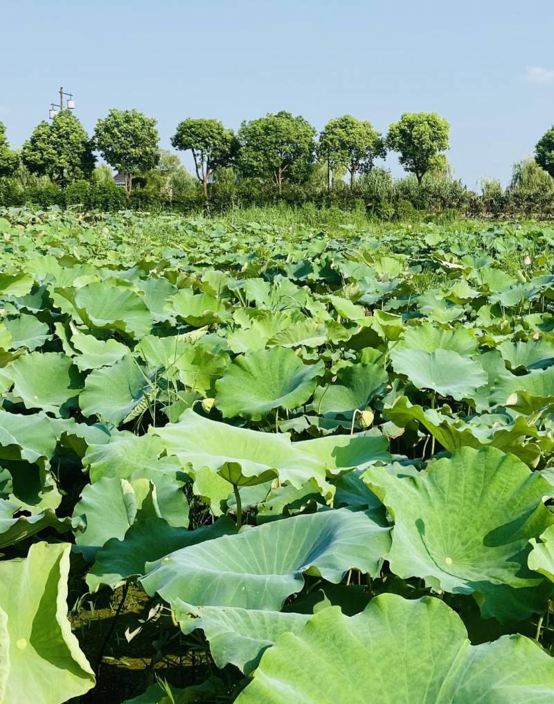 抓住夏天的尾巴，漫步古蕩品味殘荷清香