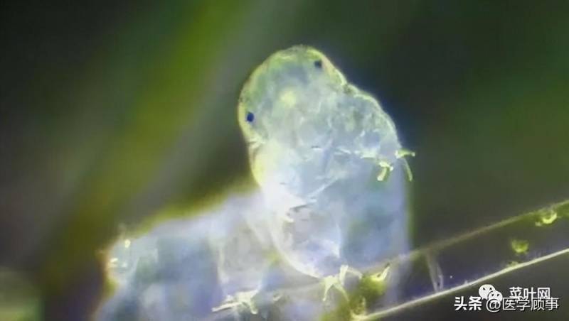被誉为生物界最有生命力的水熊虫，地球上最坚韧的微小奇迹