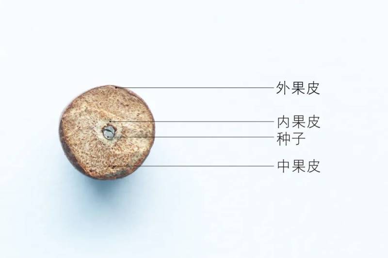 狭果秤锤树，南京二级保护植物，果实似秤砣，种子珍稀