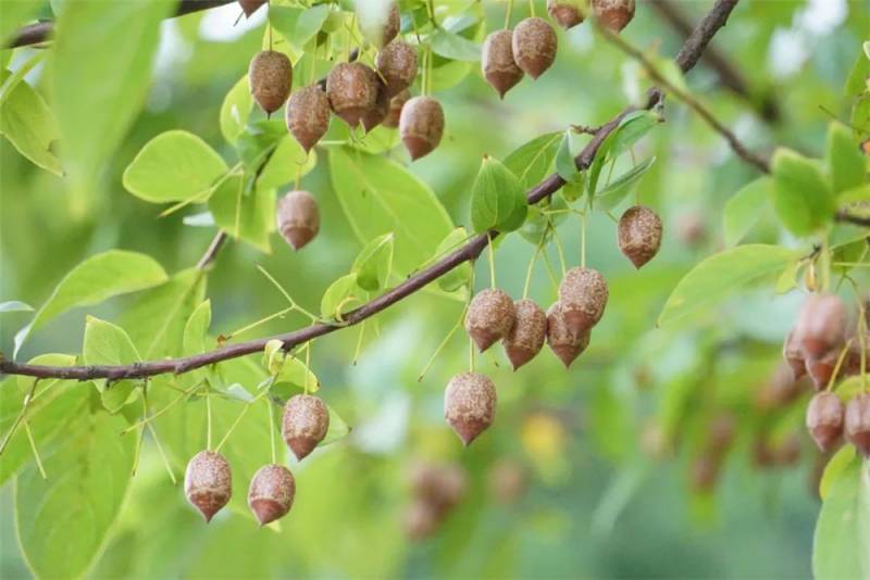 狭果秤锤树，南京二级保护植物，果实似秤砣，种子珍稀