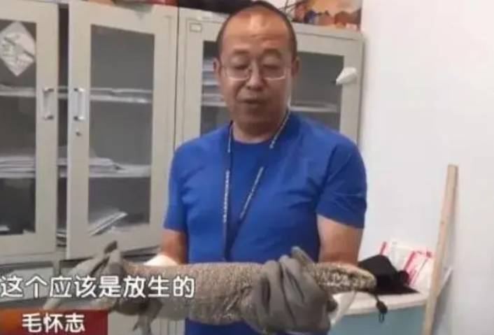 暗影巨蜥现身北京草地，专家推测放生后能否击败蟒蛇？