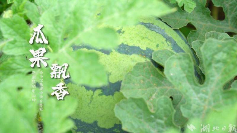 【主播说节气】今日芒种丨农忙时节话丰年