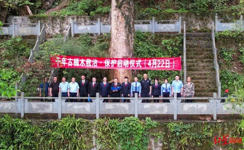 贵州2600岁古楠木被盗，法院令赔偿29万救治