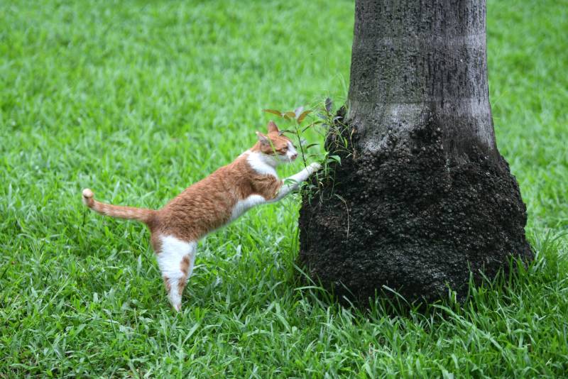 广州领养猫，珠江公园寻觅爱心家庭，助力流浪猫找到温暖家。