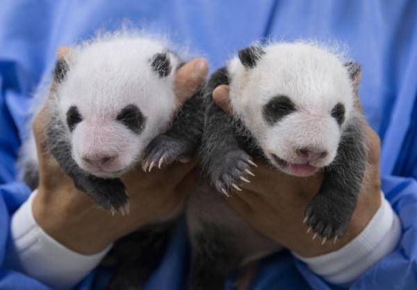 大熊貓雙胞胎滿月，萌態可掬，國寶級寶貝！
