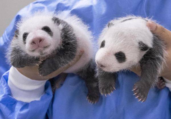 大熊猫双胞胎满月，萌态可掬，国宝级宝贝！