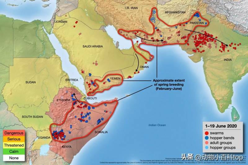 2024年东非蝗灾，几千亿蝗虫肆虐，史上罕见灾难