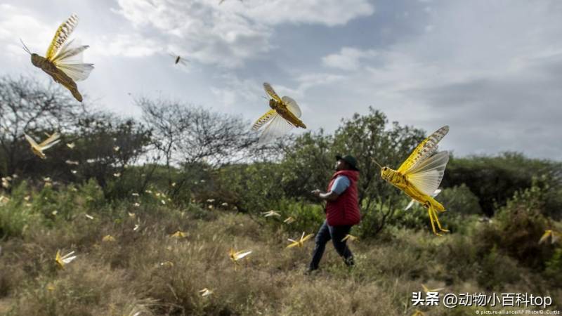 2024年东非蝗灾，几千亿蝗虫肆虐，史上罕见灾难