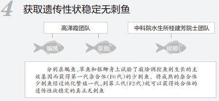 吃鱼不用挑刺，大胆咬一口！吃货新概念，鱼刺不再是障碍