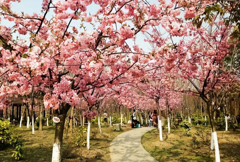 张娟zhangj的微博，春意盎然，与女儿共赏景湖樱花美景