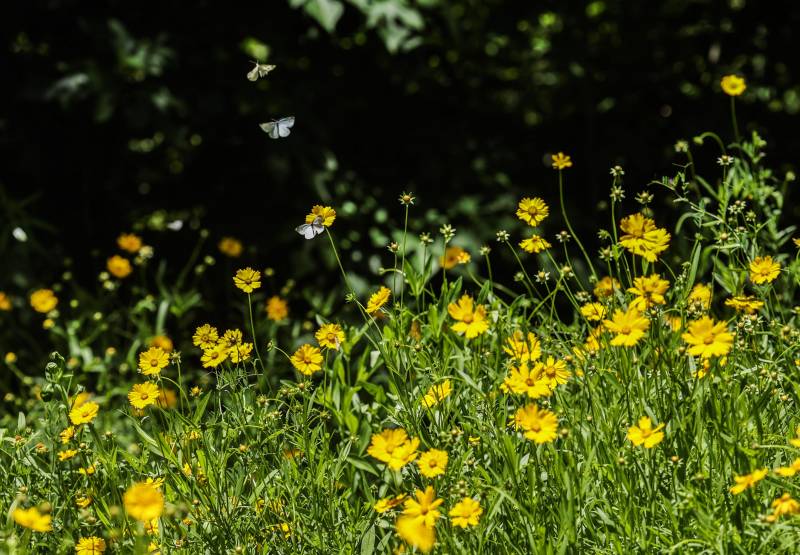 夏花网｜缤纷国度，白塔湖畔 初夏花影舞动