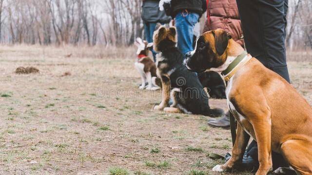 广州禁养38种危险犬类品种，中华田园犬竟在内？