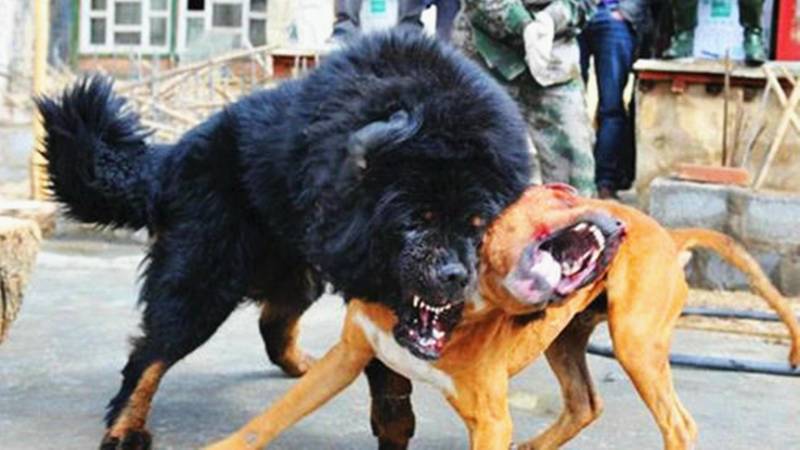 体积震撼！世界十大顶级敖犬，比特犬在这只能排第三