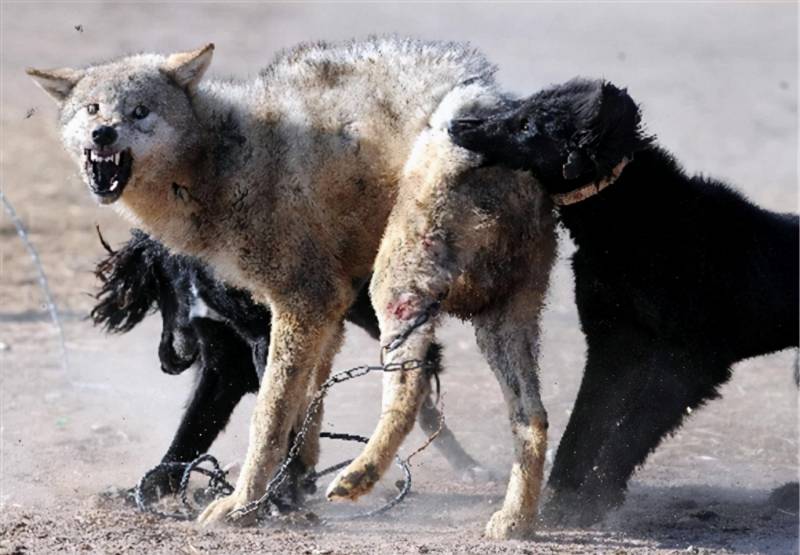 体积震撼！世界十大顶级敖犬，比特犬在这只能排第三