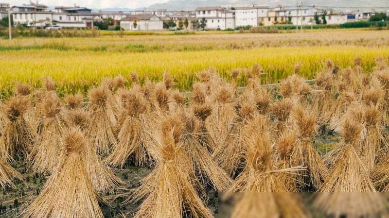 农业农村法律问题解析，承包地权益与农业产业发展