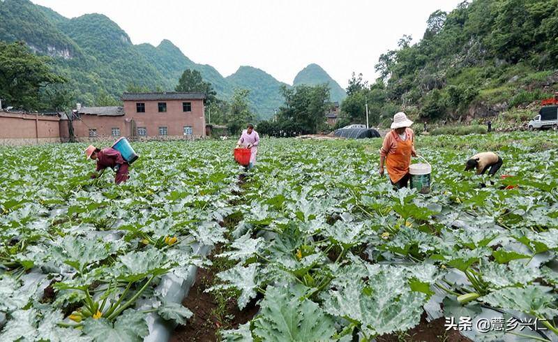 兴仁市鲁础营回族乡，40万斤优质玉米喜获丰收上市