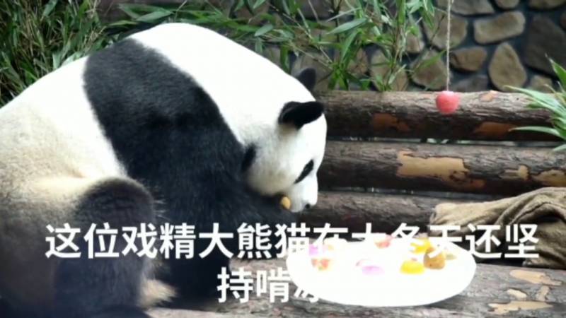 熊貓屆的重量級傳說，圓滾滾越獄大作戰
