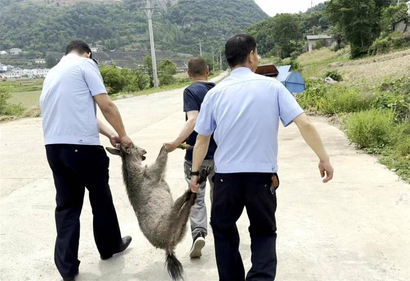 襄陽保康公安與林業部門聯郃行動 成功救助誤入民居中華斑羚