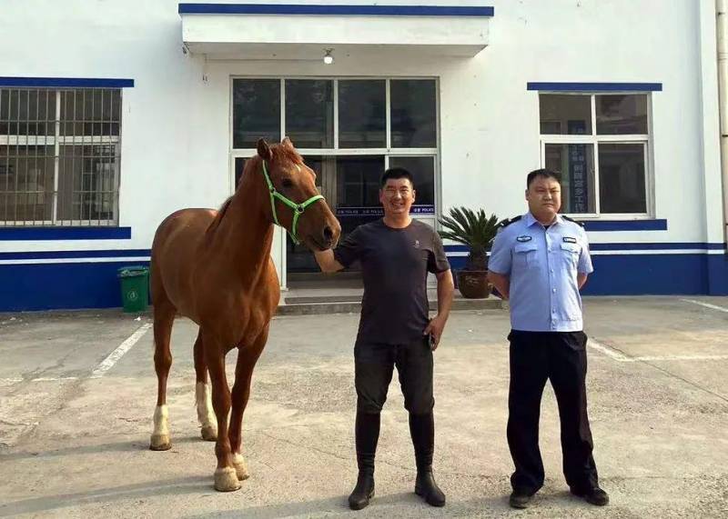 河南高速路上惊现一匹马，同学安全提醒