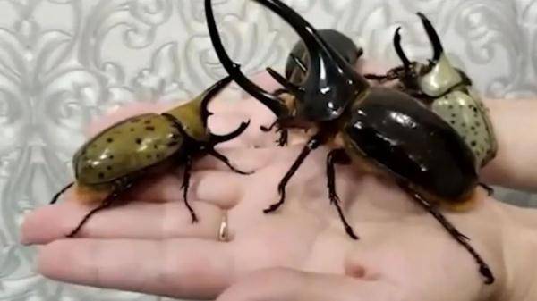 世界最大甲虫，大连海关拦截巨无霸非法入侵