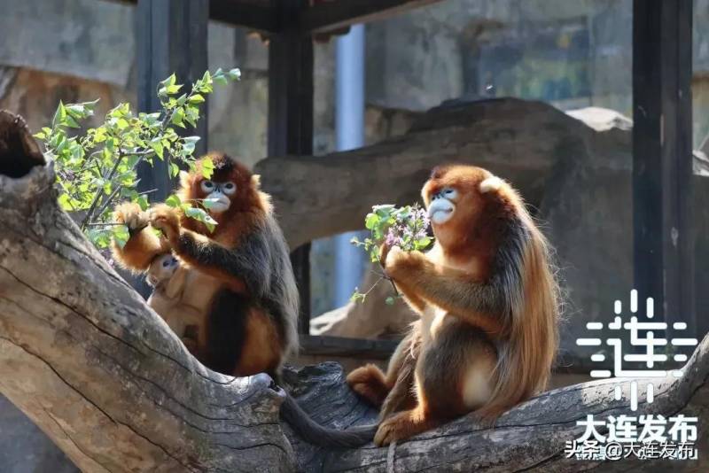 大連旅遊集團全新啓航 助力濱城文旅發展