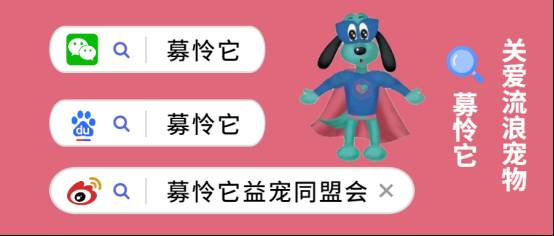 秋田犬性格如何，忠诚与独立的完美结合