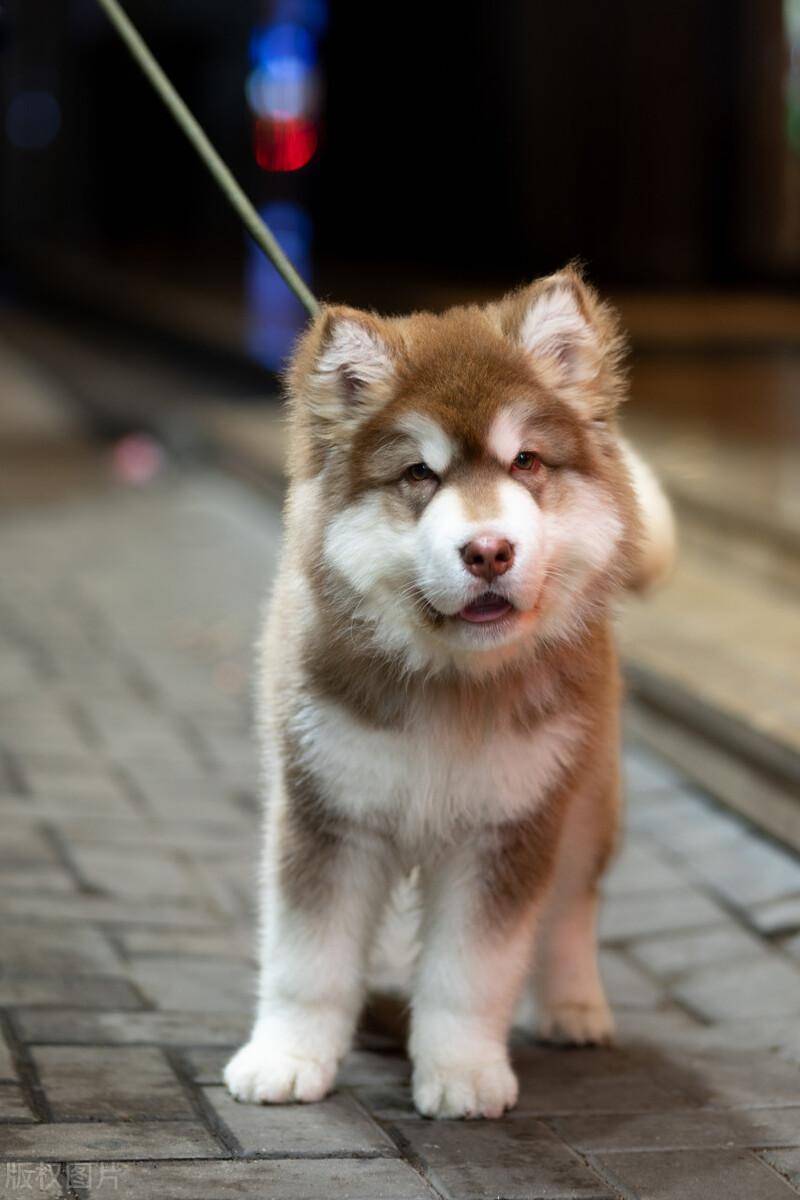 阿拉斯加摩羯犬捨的微博，一位阿拉斯加犬麻麻的溫馨分享