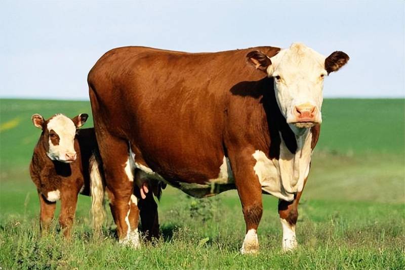 桶牛怎么刷，牛洗胃操作流程，养牛户可以自己给牛洗胃吗？养牛户要注意了！