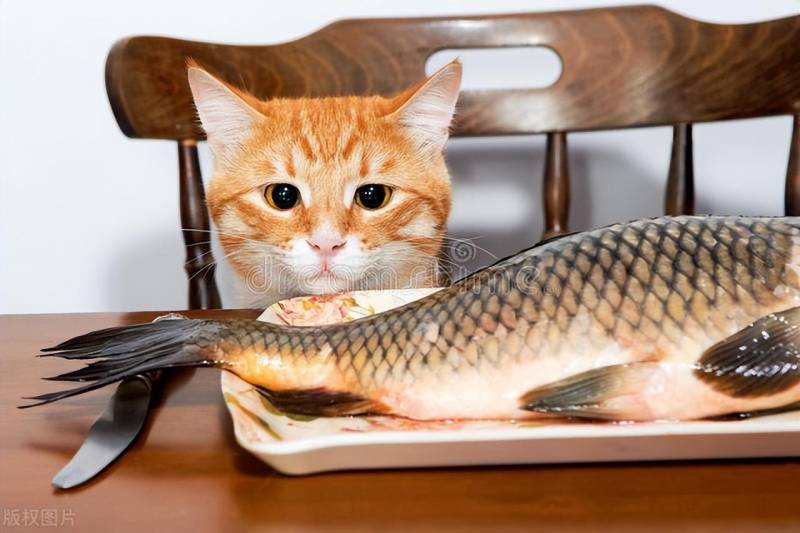你有给你家猫咪喂过生鱼吗？喂食鱼，应知应懂的小常识