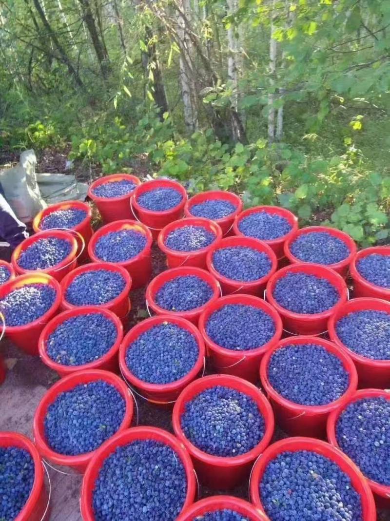 大興安嶺採野生藍莓，豐收季節嘗鮮攻略！