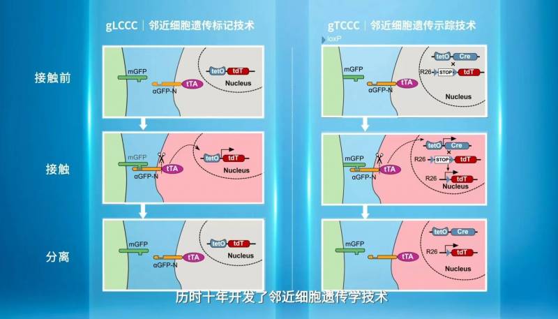 寻找同桌的你，追踪细胞迁移的遗传新工具发明