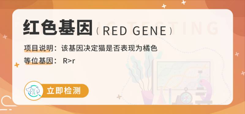 关于上海美银豹猫舍，重大进展｜宠知因团队攻克猫红色基因、银色基因位点！