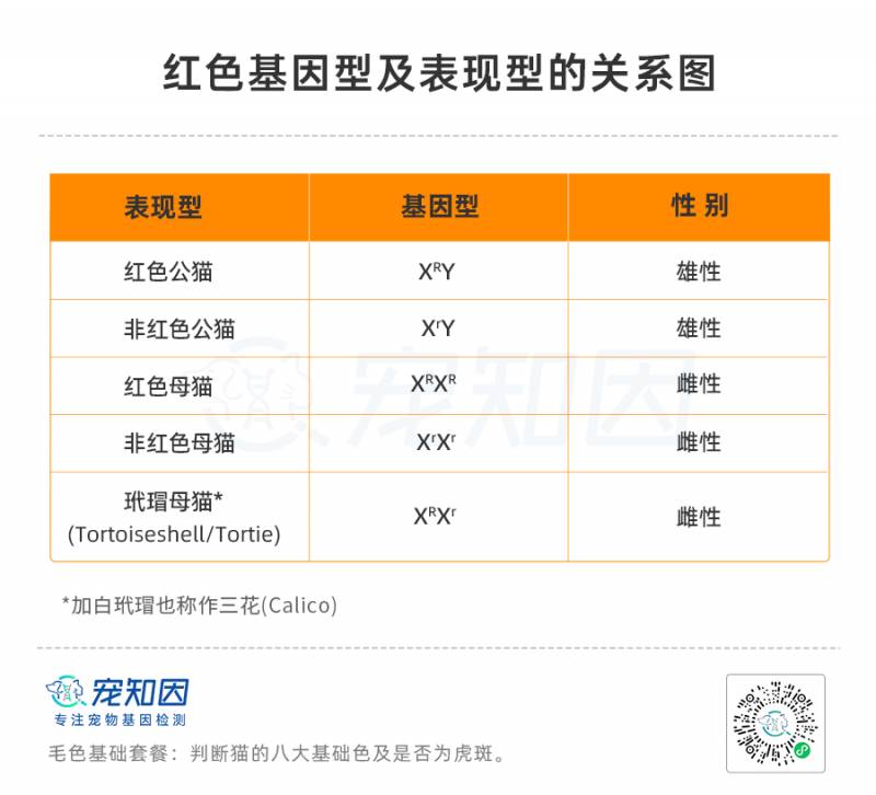 关于上海美银豹猫舍，重大进展｜宠知因团队攻克猫红色基因、银色基因位点！