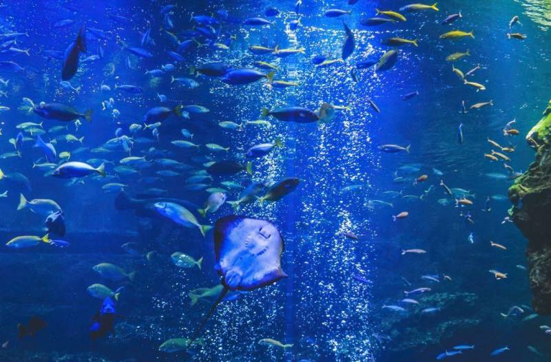 上海海洋館，深入海底世界的奇幻之旅