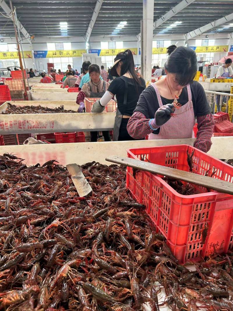 湖北小龙虾需求旺盛，每日超16吨新鲜龙虾通过顺丰冷链直送消费者手中