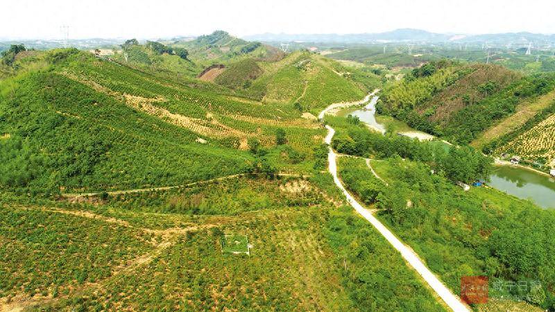 广东省积极推进人工造林工程 新增绿化带来生态效益提升