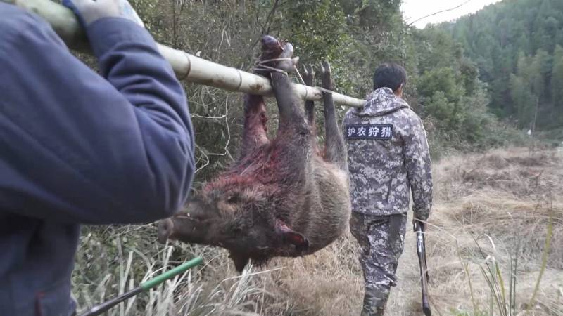 南京野猪田间听歌悠哉，农田安全引关注