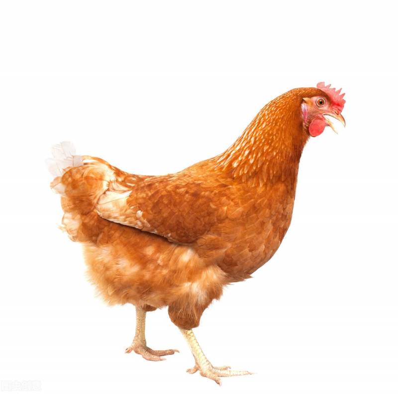 怎麽樣才能讓雞變大變長？喂食這些促進生長秘籍