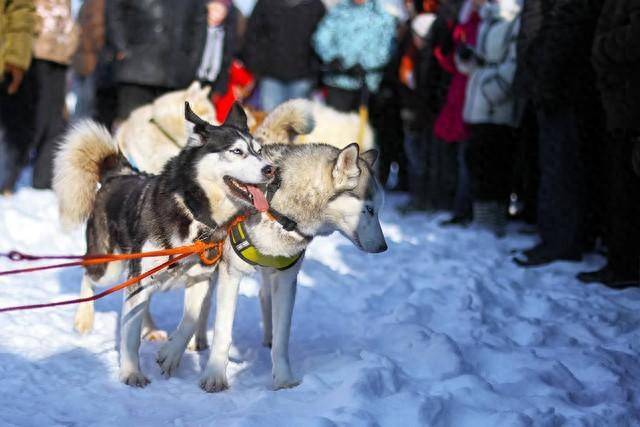哈尔滨雪橇犬被送往狗肉车，动物权益引关注