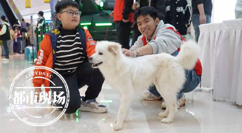 杭州，流浪動物領養，微博傳遞溫煖行動