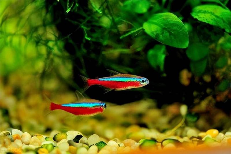 难得一见的红绿灯鱼繁殖，家庭养殖繁殖方法与技巧！