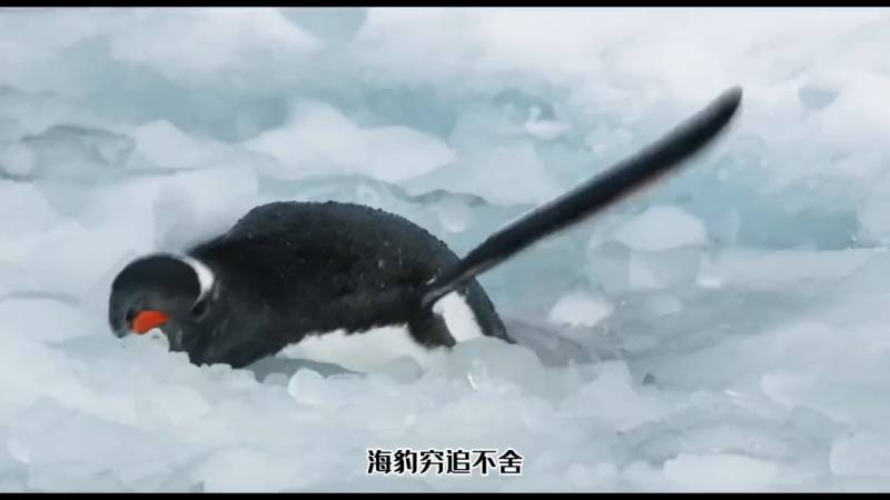 企鹅电竞冰川的微博，海豹追杀企鹅，跳上冰川逃生