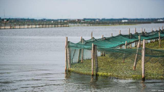 阳澄湖位于江苏省苏州市,因水质清澈、生态环境优良,所产的大闸蟹品质上乘,备受消费者喜爱,价格也相对较高。