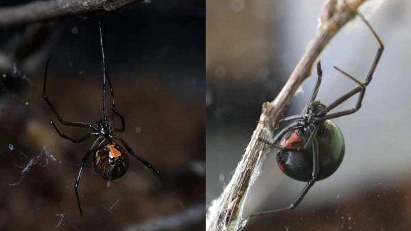 异蜘蛛袭击纽约:黑寡妇与棕寡妇的较量
