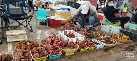 女生采食罕见野生菌后产生奇异幻觉，看到世界被细线缠绕