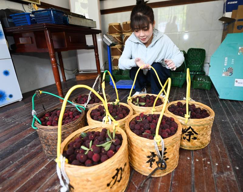 芒种忙什么 | 忙种又忙收 麦黄梅子熟